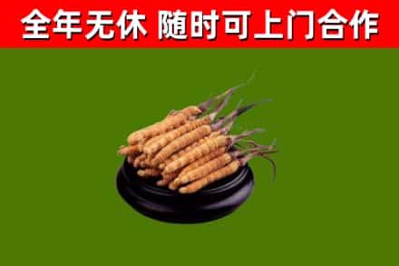 同安回收冬虫夏草